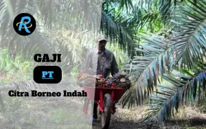 Berapa Gaji PT Citra Borneo Indah Semua Jabatan Terbaru